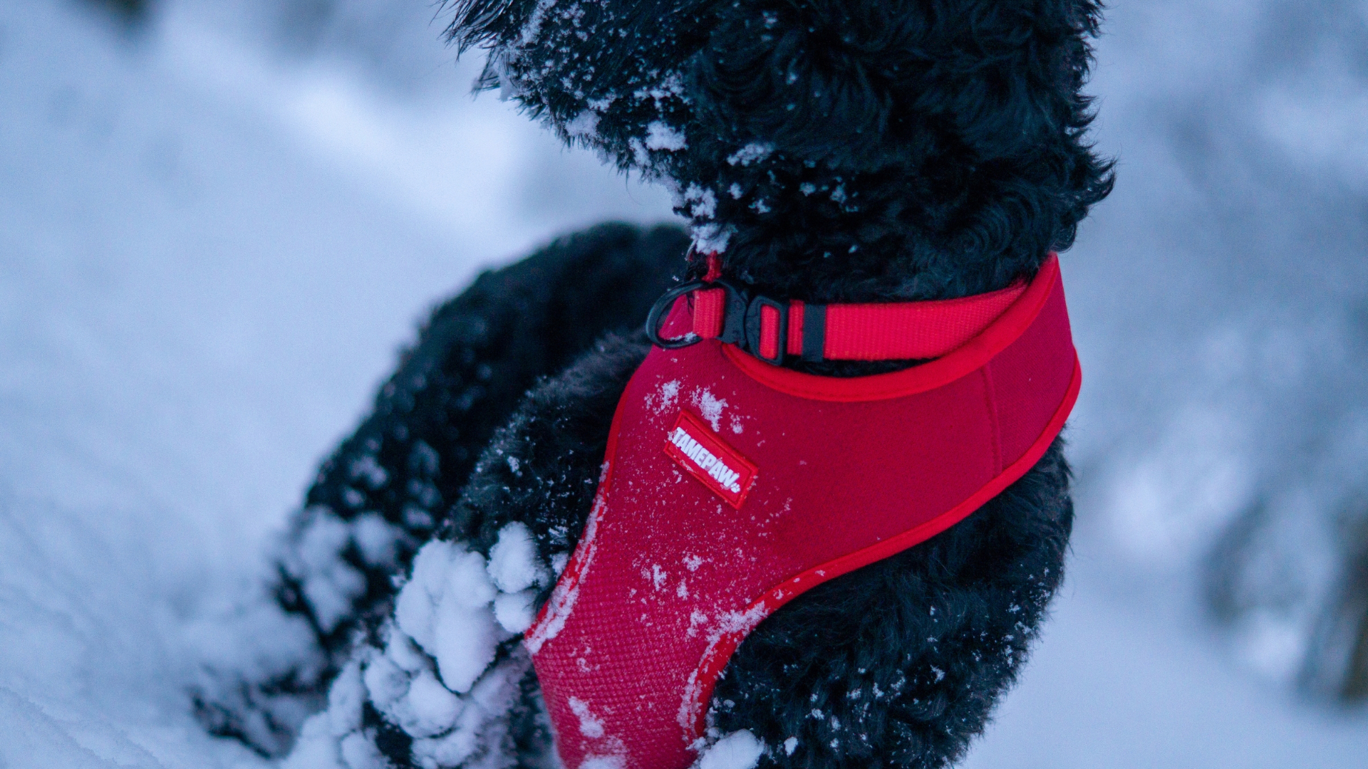 Tamepaw red harness close-up in snow