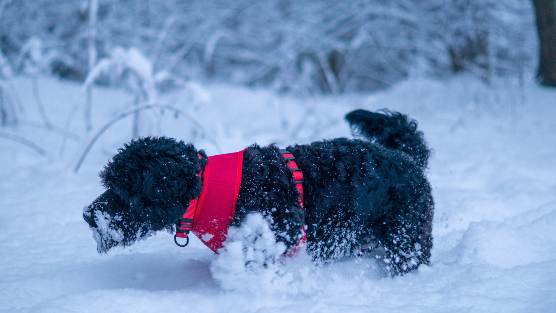 Tamepaw harness in the snow