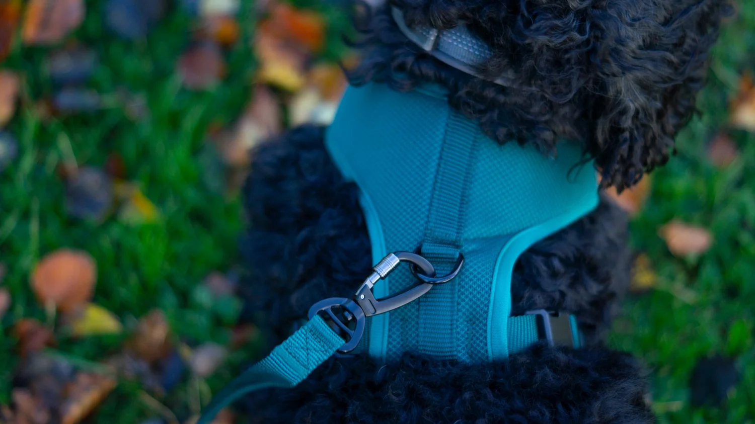 Tamepaw teal harness with leash clip